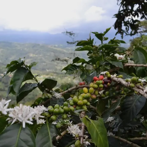 Colombia Julian Hernandez