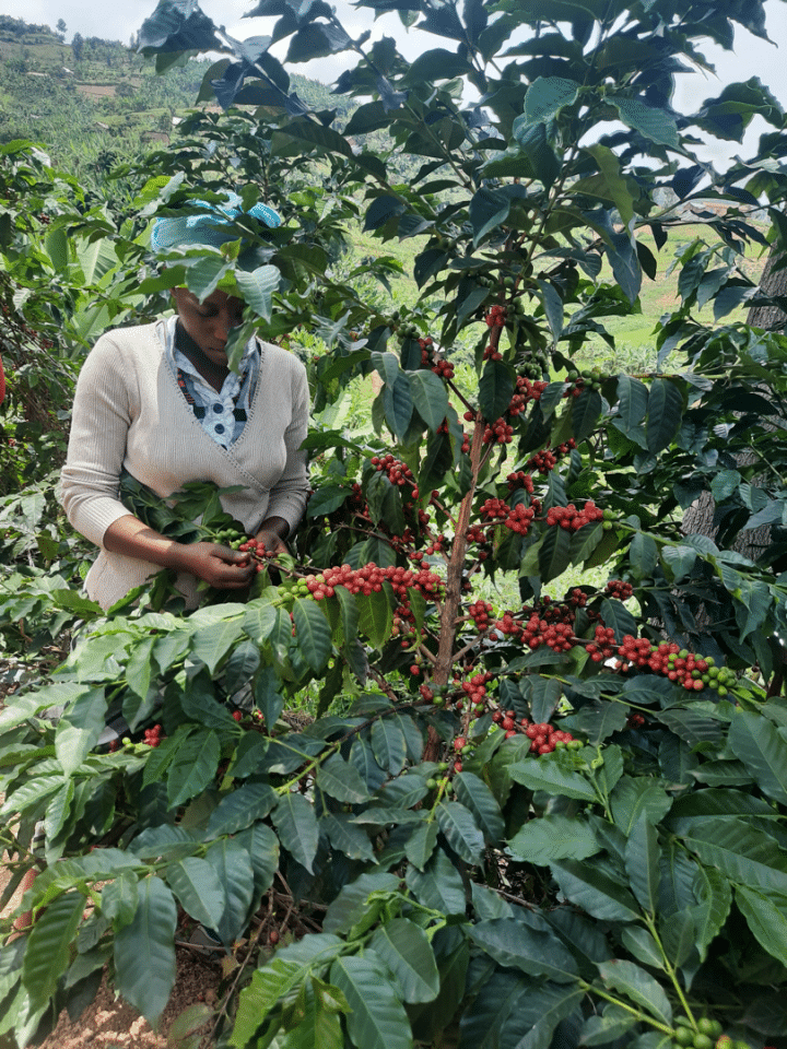 Rwanda Rwamatamu Hirwa PB - Image 2