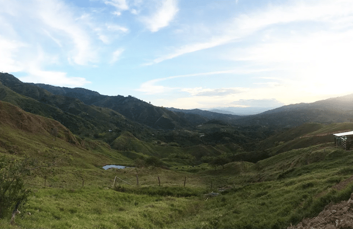 Colombia Imbachi AA - Image 3