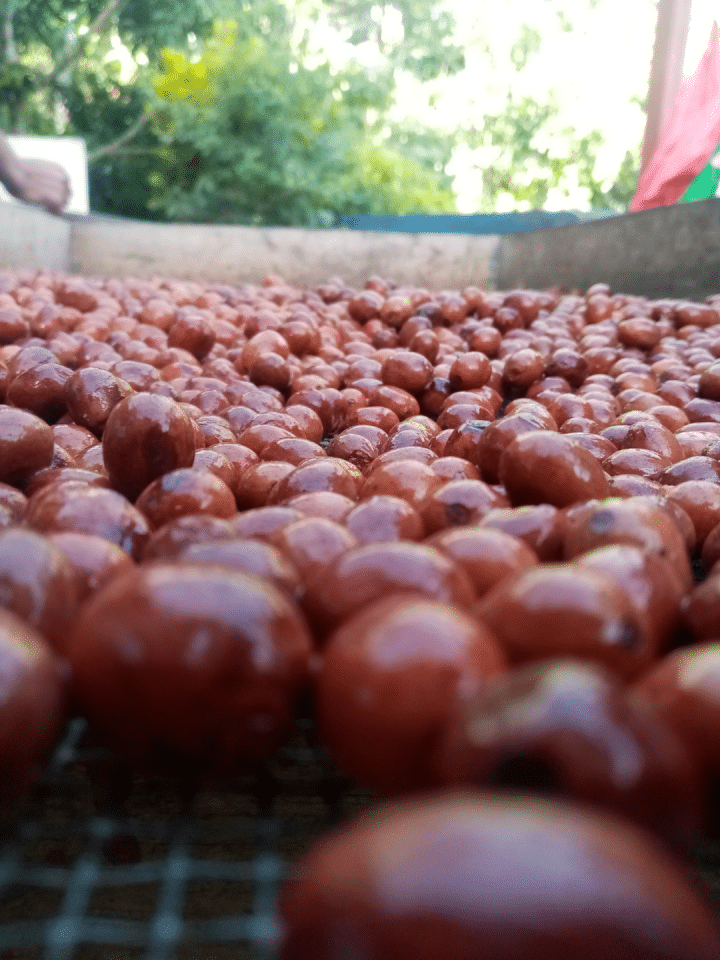 Nicaragua Elixir Microlot - Image 4