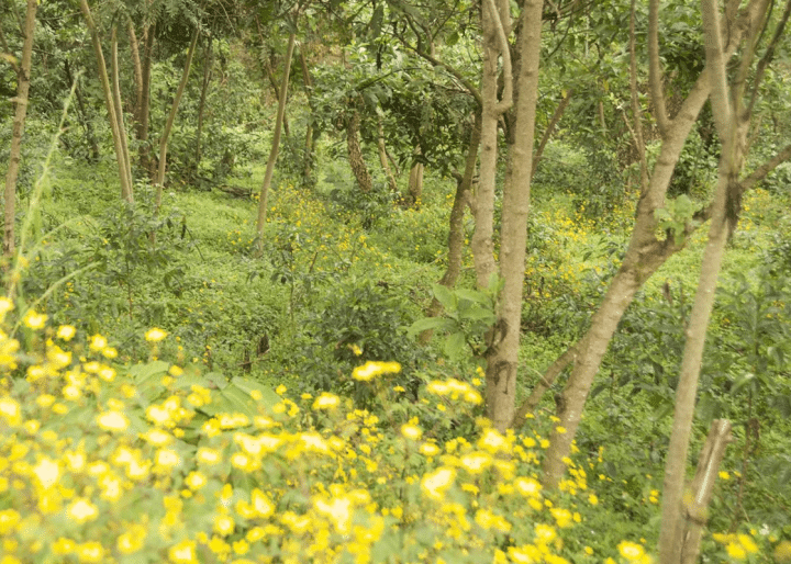 Ethiopia Yukro #12 - Image 3