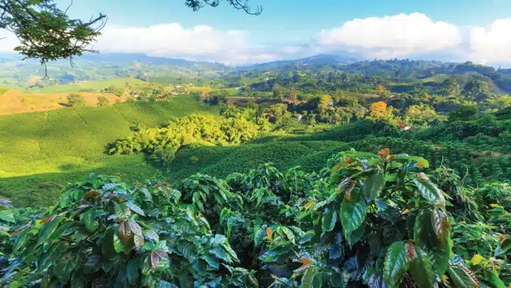 Nicaragua Elixir Microlot - Image 3
